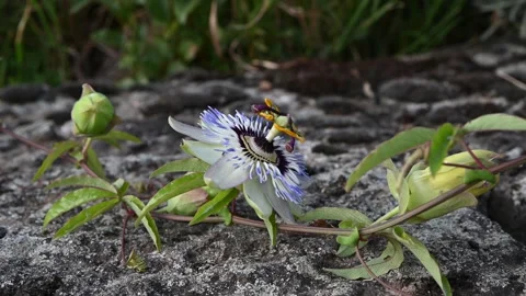 Blue flower of Passiflora (Passiflora caerulea). Video stock 279584133