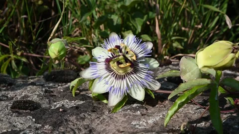 Blue flower of Passiflora (Passiflora caerulea). Stock Footage 280284640