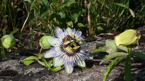 Blue flower of Passiflora (Passiflora caerulea). Stock Footage 280284642