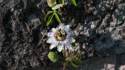 Blue flower of Passiflora (Passiflora caerulea). Stock Footage 280284644