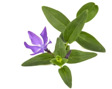 Blue flower of periwinkle, lat. Vinca, isolated on white background Stock Photos