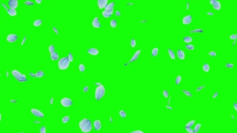 Blue flower petals falling gently on green screen Video stock 331766304