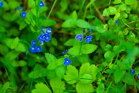 Blue flower Foto stock