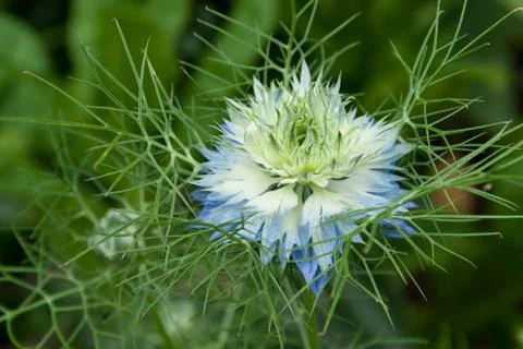 Blue flower Stock Photos