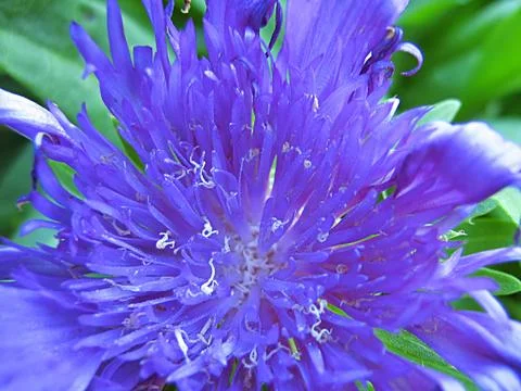 Blue Flower Stock Photos