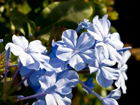 Blue flower Stock Photos