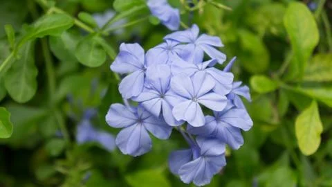 Blue flower Stock Photos