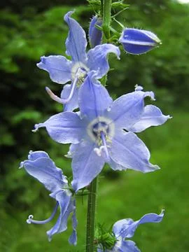 Blue Flower Stock Photos