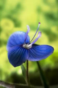 Blue flower Stock Photos