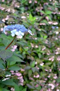 Blue flower Stock Photos