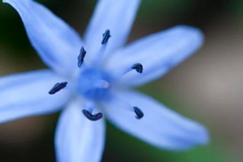 Blue flower Stock Photos
