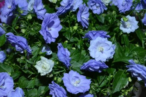 Blue flower Stock Photos