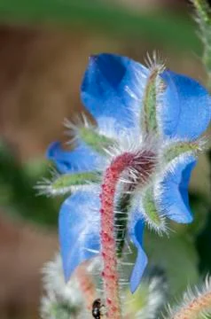 Blue flower Stock Photos