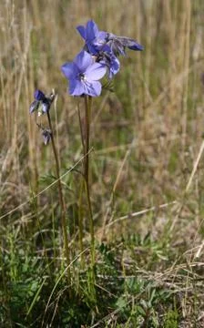 Blue flower. Stock Photos