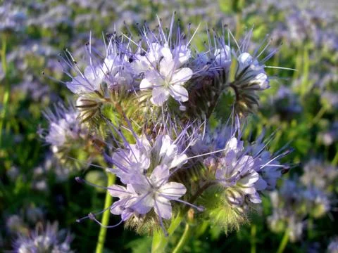 Blue flower Stock Photos