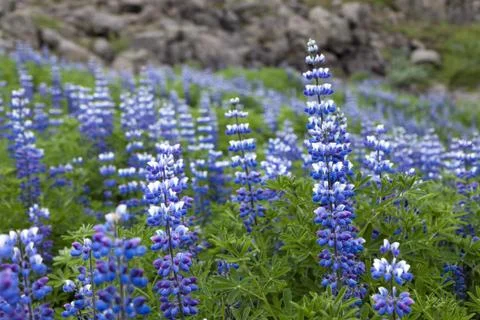 Blue flower Stock Photos