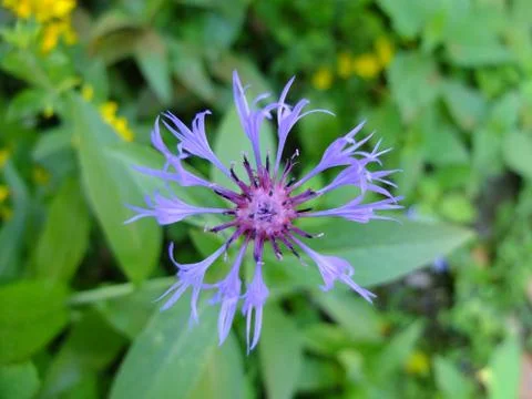 Blue flower Stock Photos