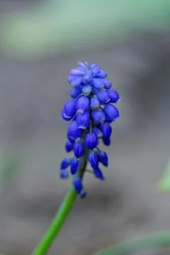 Blue flower Stock Photos