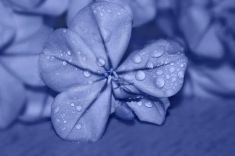 Blue flower Stock Photos