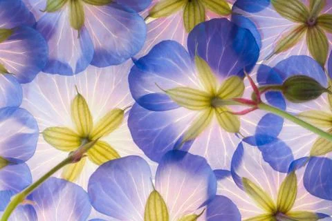 Blue Flower Stock Photos