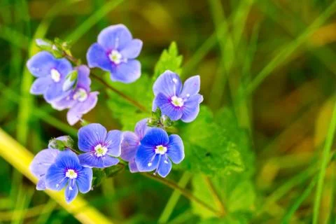 Blue flower Stock Photos