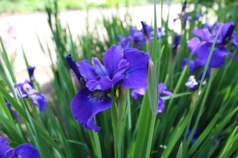 Blue Flower  Stockfoto's