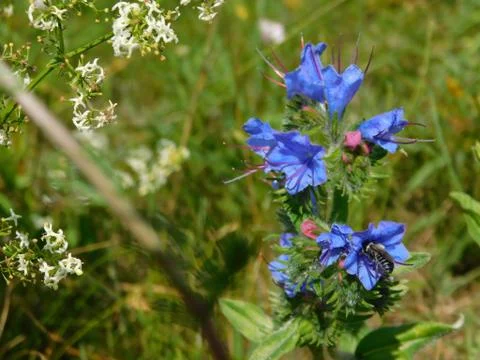 Blue flower Stock Photos