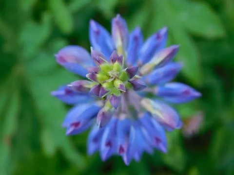 Blue flower Stock Photos