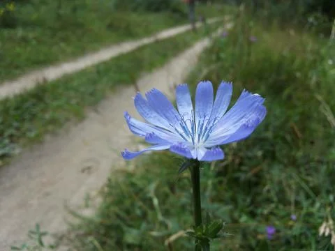 Blue flower Foto stock