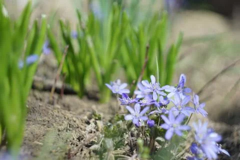 Blue Flower Stock Photos