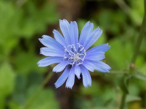 Blue flower Stock Photos