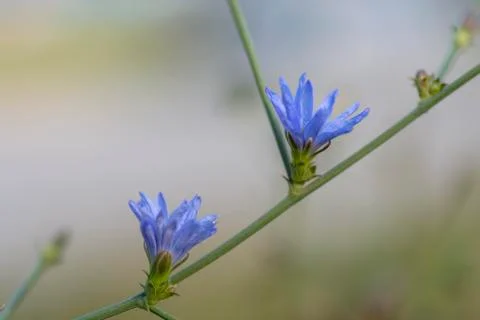 Blue flower Stock Photos