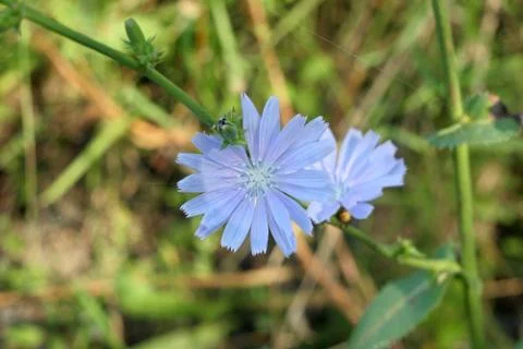 A blue flower. Stock Photos