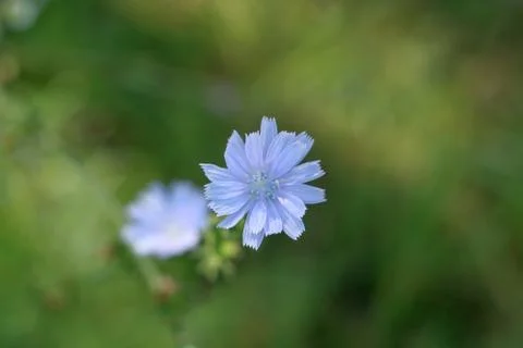 A blue flower. Stock Photos