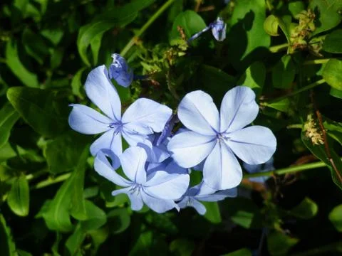 Blue flower Foto stock