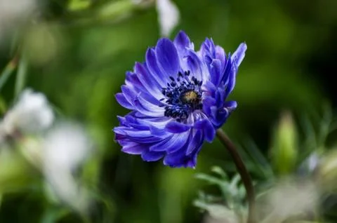 Blue Flower Stock Photos