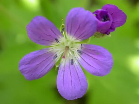 Blue Flower Stock Photos
