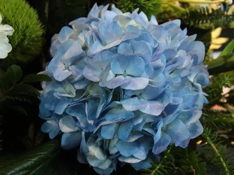 Blue Flower Stock Photos