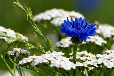 Blue flower Stock Photos