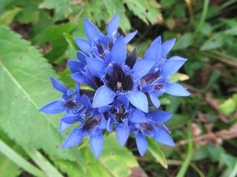 Blue flower Stockfoto's