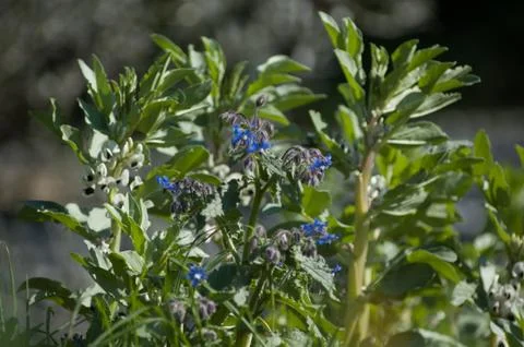 Blue flower Stock Photos