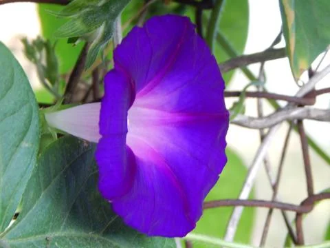 Blue flower Stock-Fotos