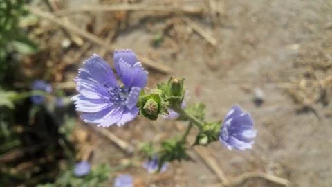Blue flower Stock Photos