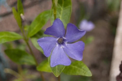 Blue flower Stock Photos