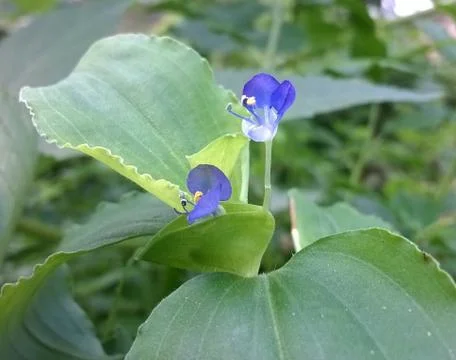 Blue flower Stock Photos