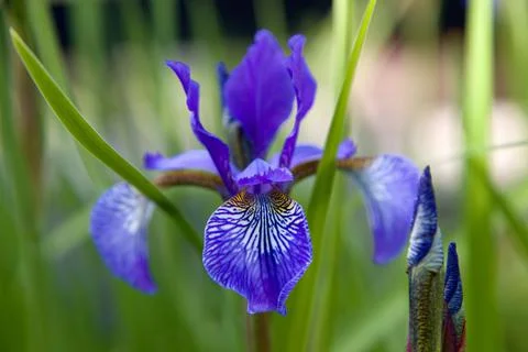 Blue flower Stock Photos