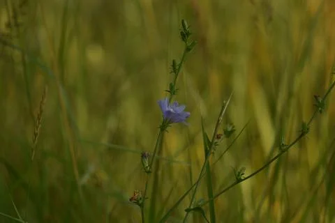 Blue flower Stock Photos