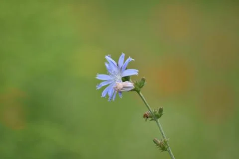 Blue flower Stock Photos