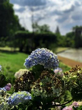 Blue Flower Stock Photos