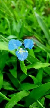 Blue flower Stock Photos